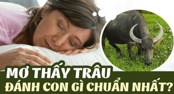 Gỉai mã nằm mơ thấy trâu đen đánh số gì